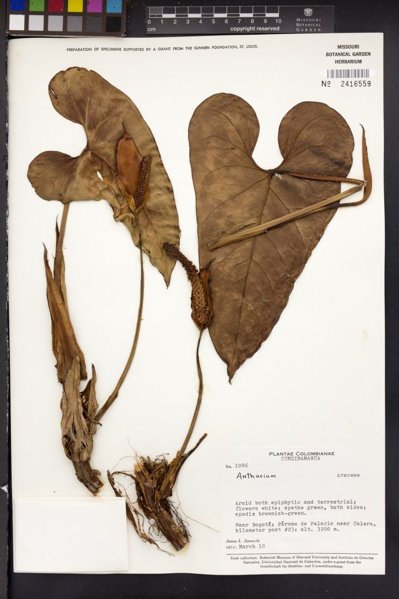 Anthurium guanacense