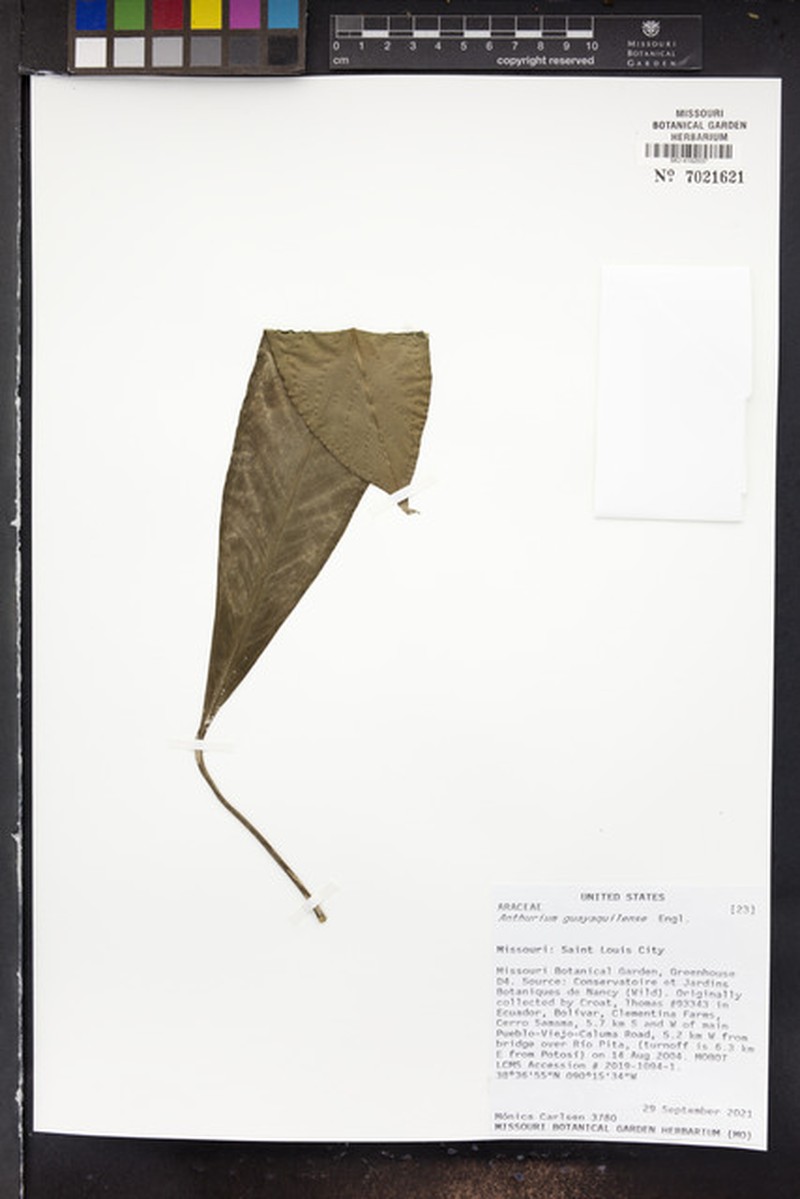Anthurium guayaquilense