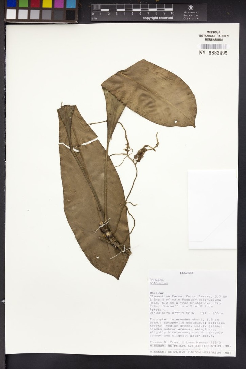 Anthurium guayaquilense photo 3