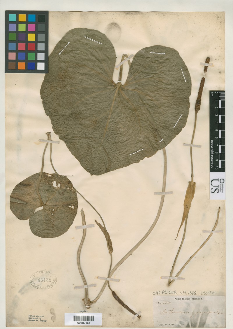 Anthurium gymnopus