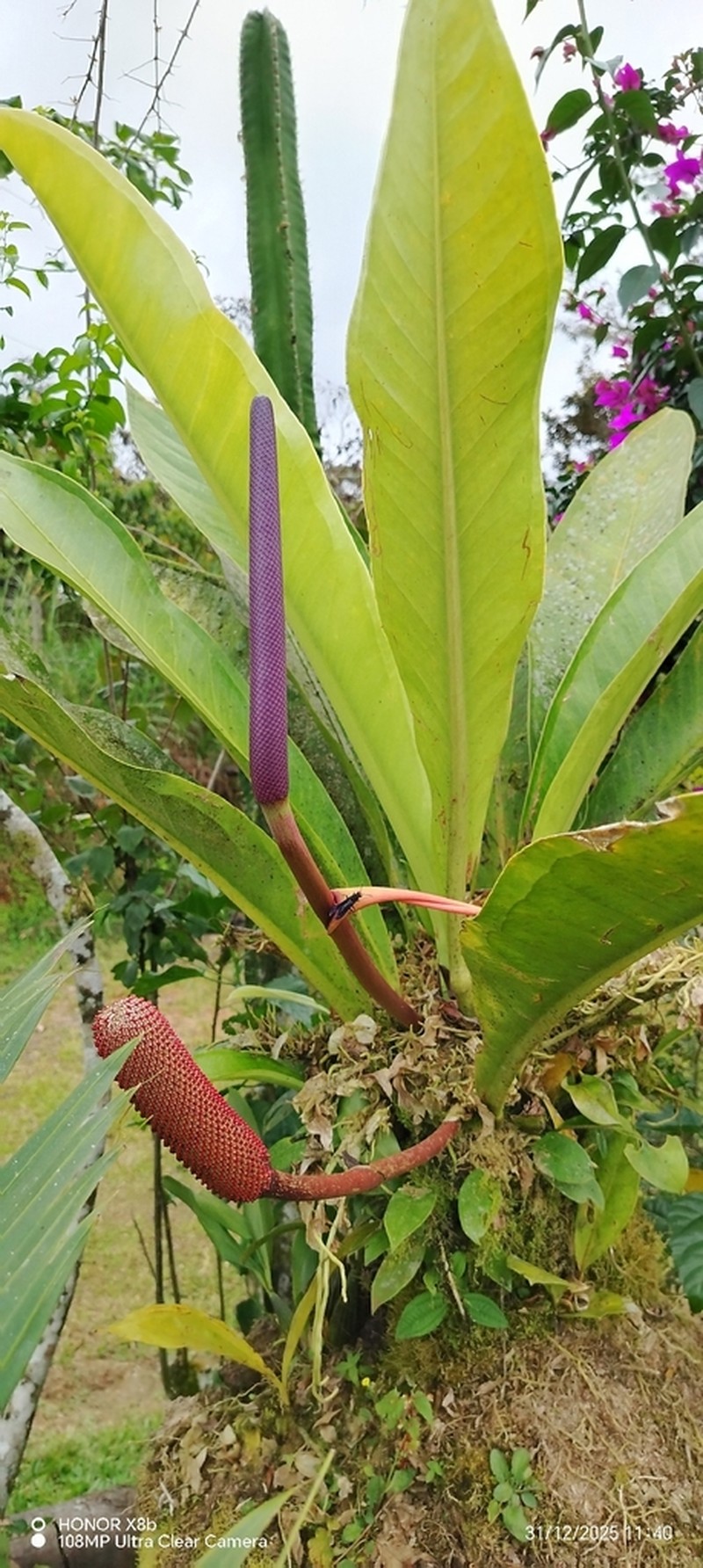Anthurium hacumense