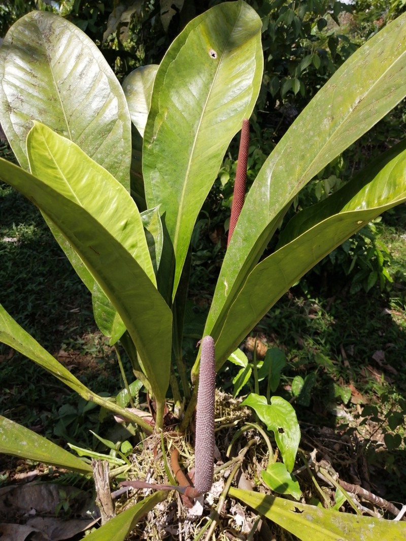 Anthurium hacumense photo 2
