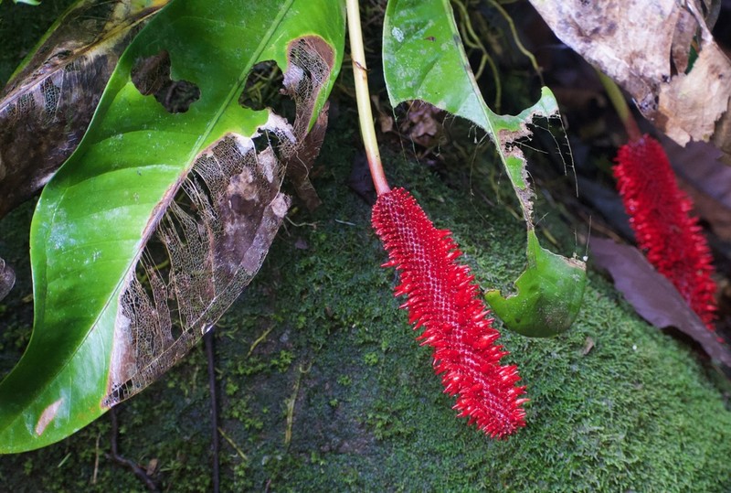 Anthurium hacumense photo 3