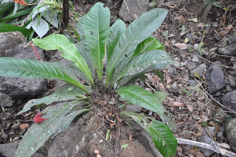 Anthurium hacumense photo 4