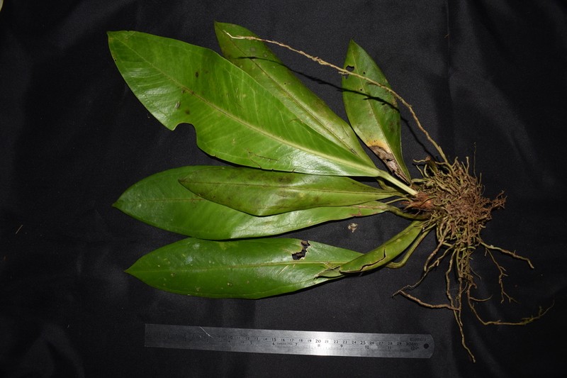 Anthurium hacumense photo 5