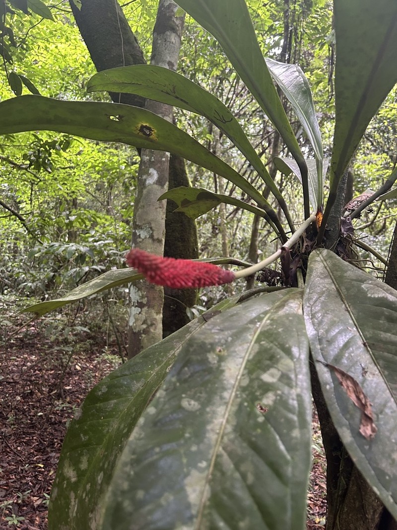 Anthurium hacumense photo 6