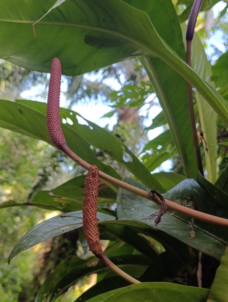 Anthurium hacumense photo 7
