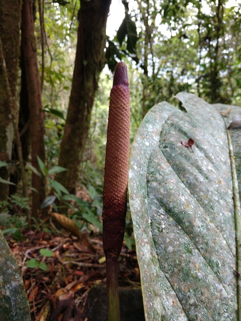 Anthurium hacumense photo 8