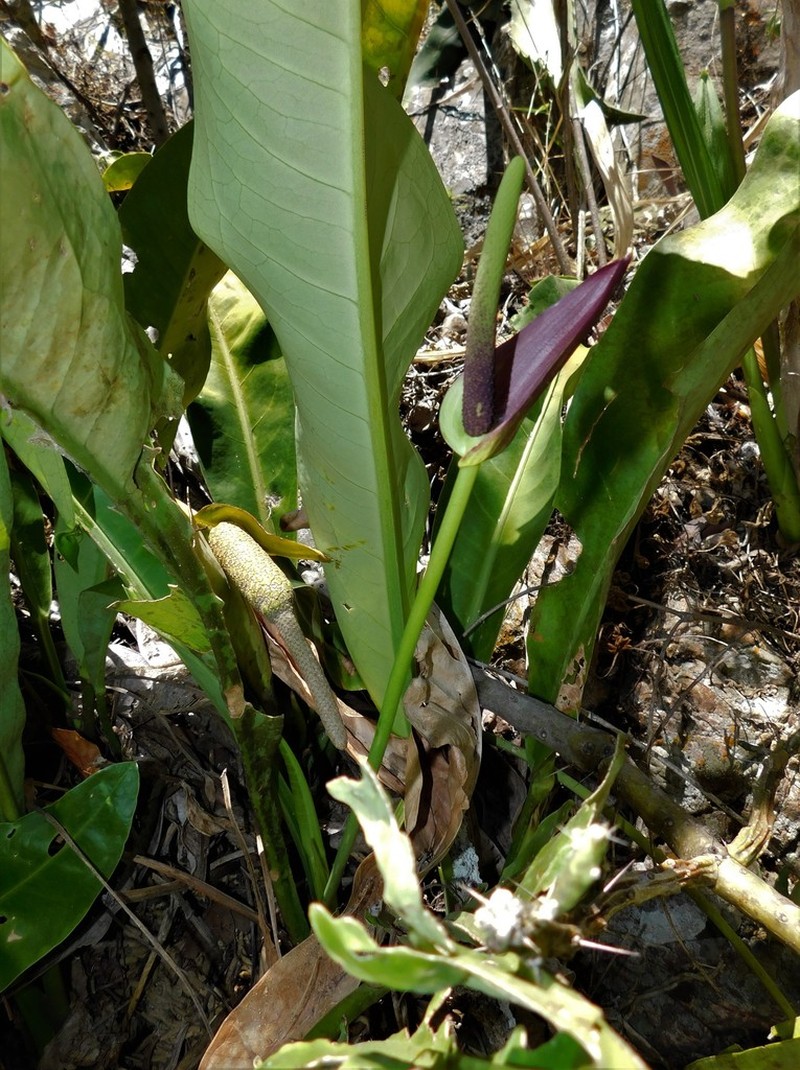 Anthurium halmoorei photo 2