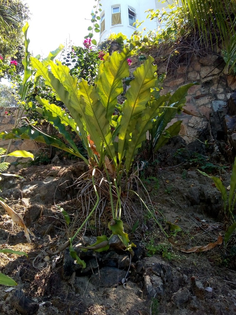 Anthurium halmoorei photo 6