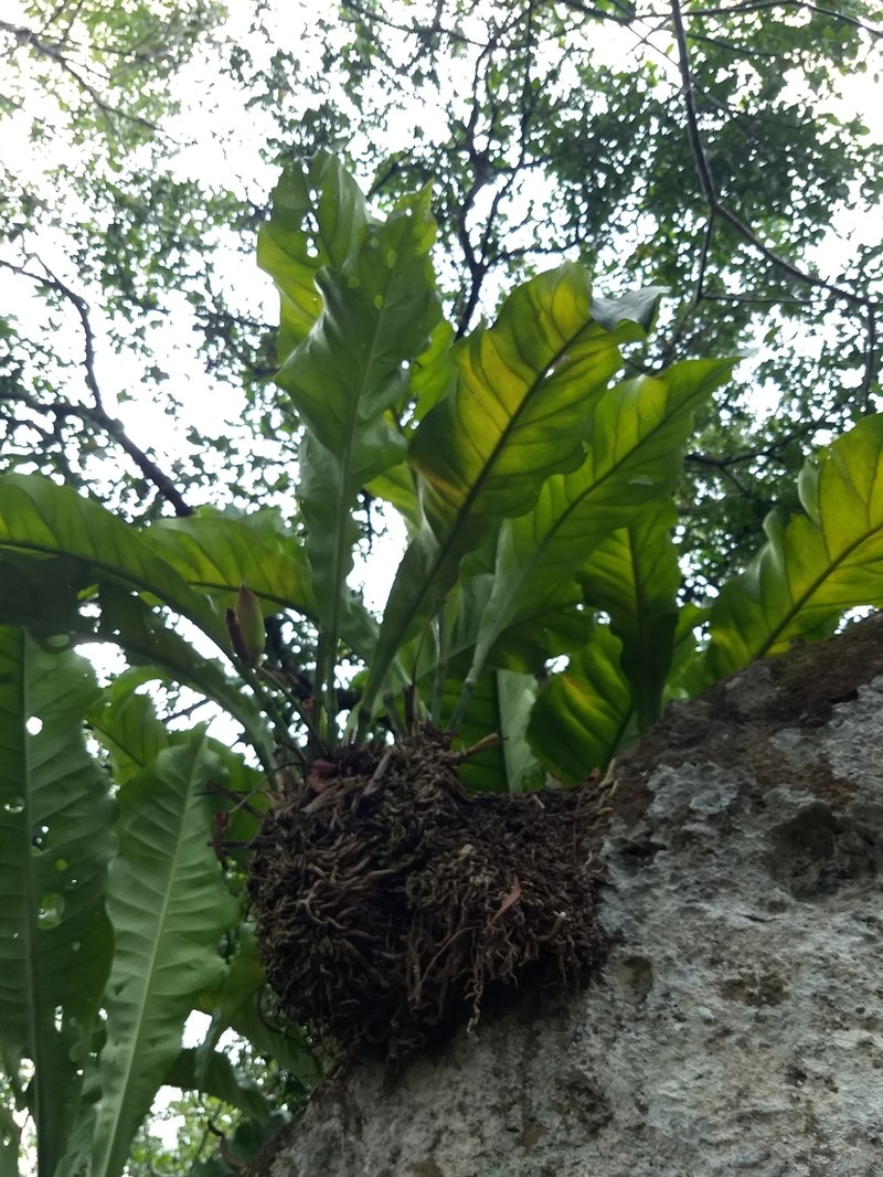 Anthurium halmoorei photo 8