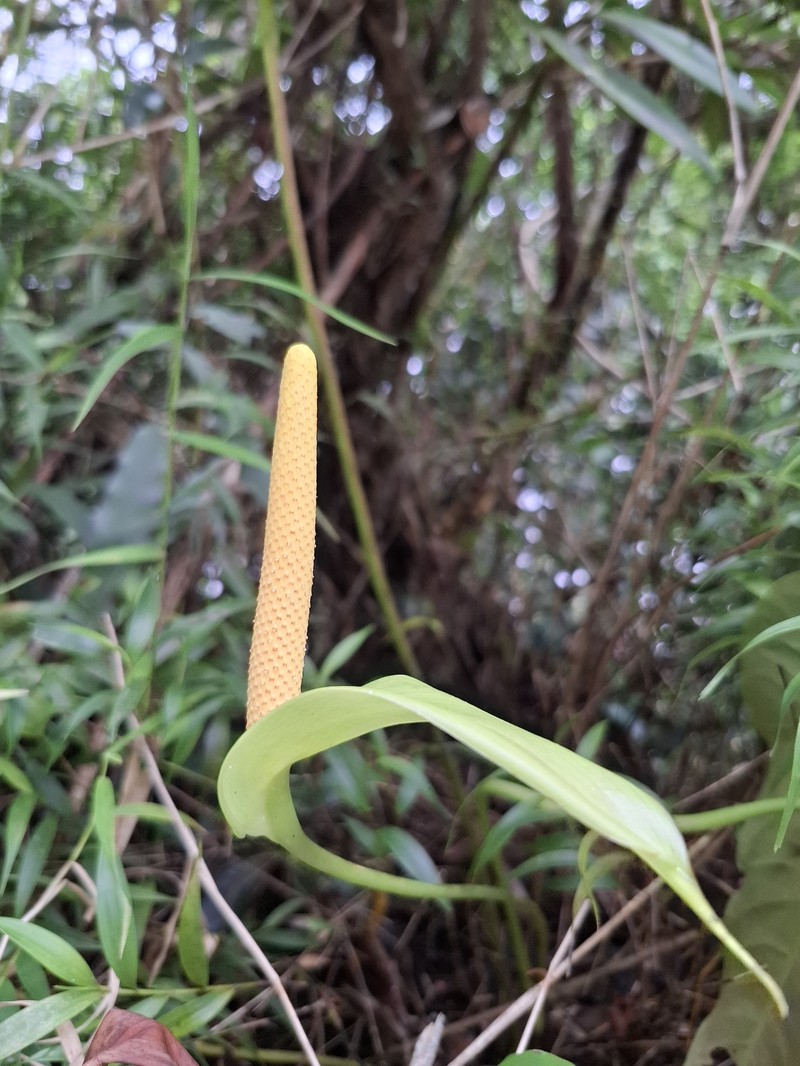 Anthurium haltonii photo 2