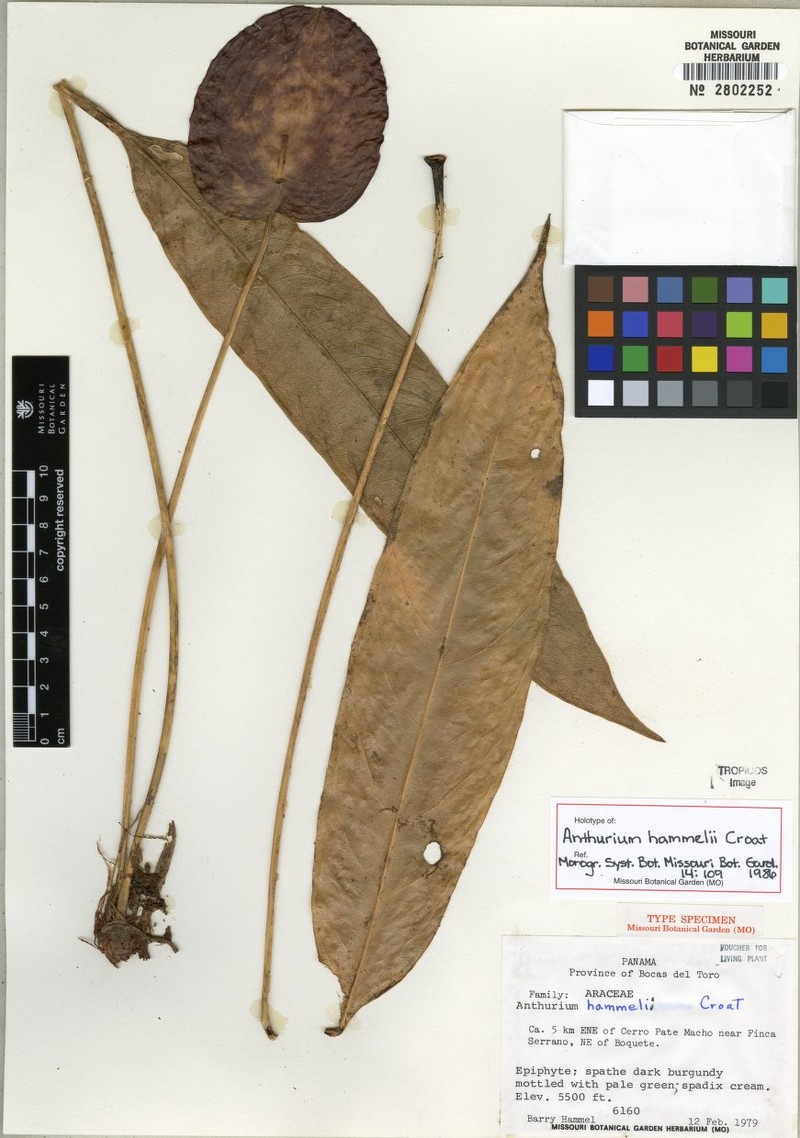 Anthurium hammelii