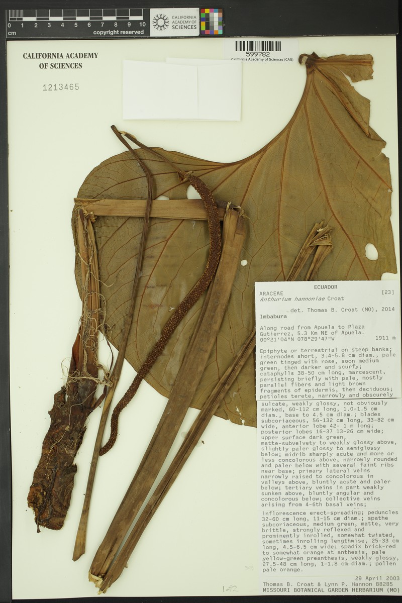 Anthurium hannoniae photo 2
