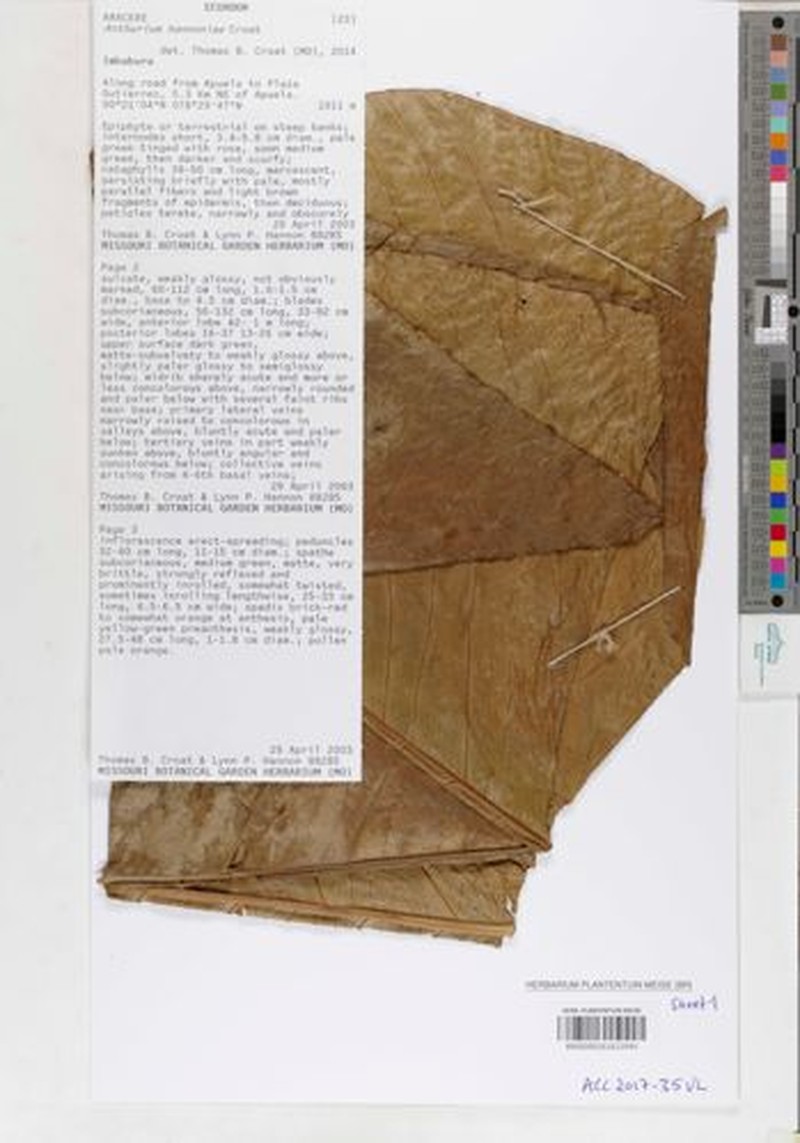 Anthurium hannoniae photo 3