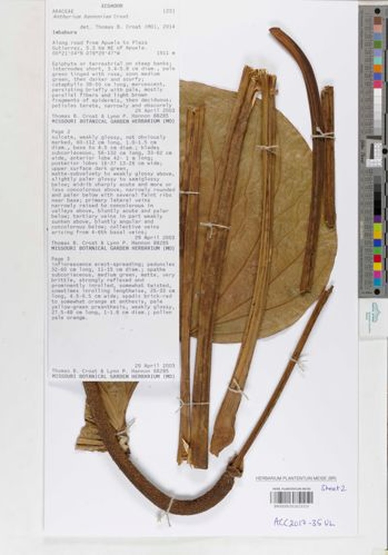 Anthurium hannoniae photo 4