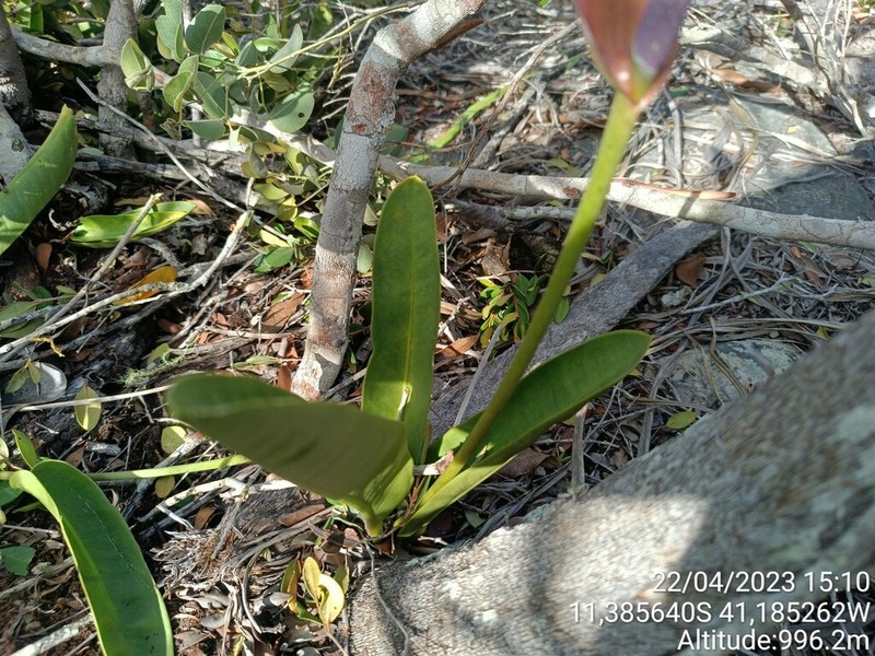 Anthurium harleyi photo 5