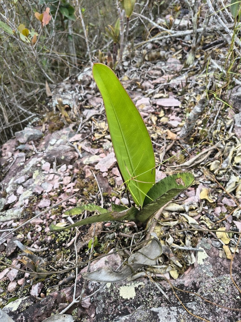 Anthurium harleyi photo 6