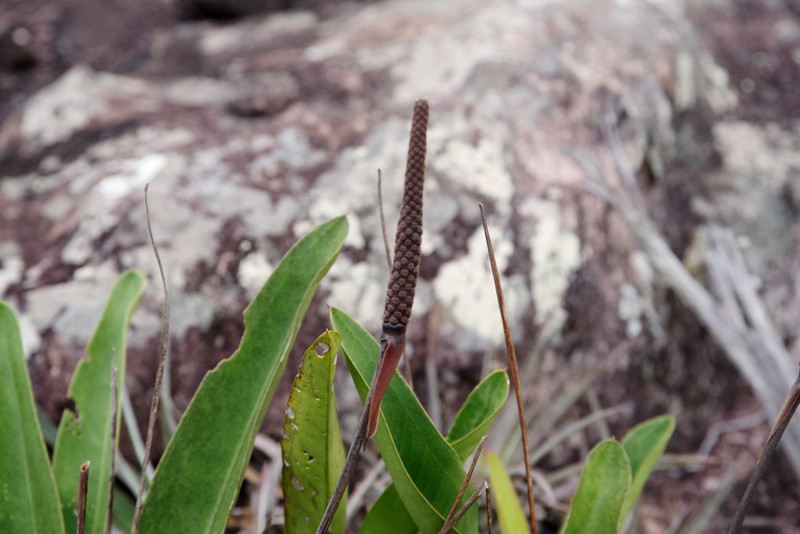 Anthurium harleyi