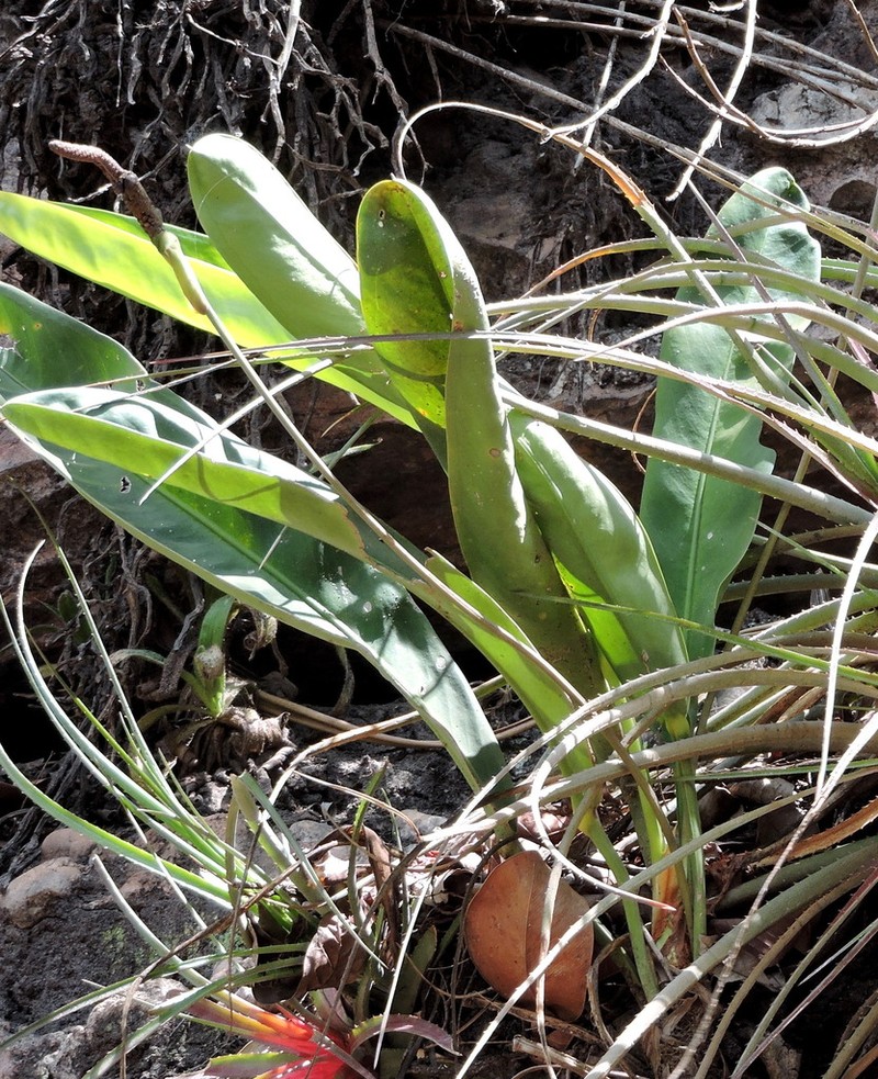 Anthurium harleyi photo 2