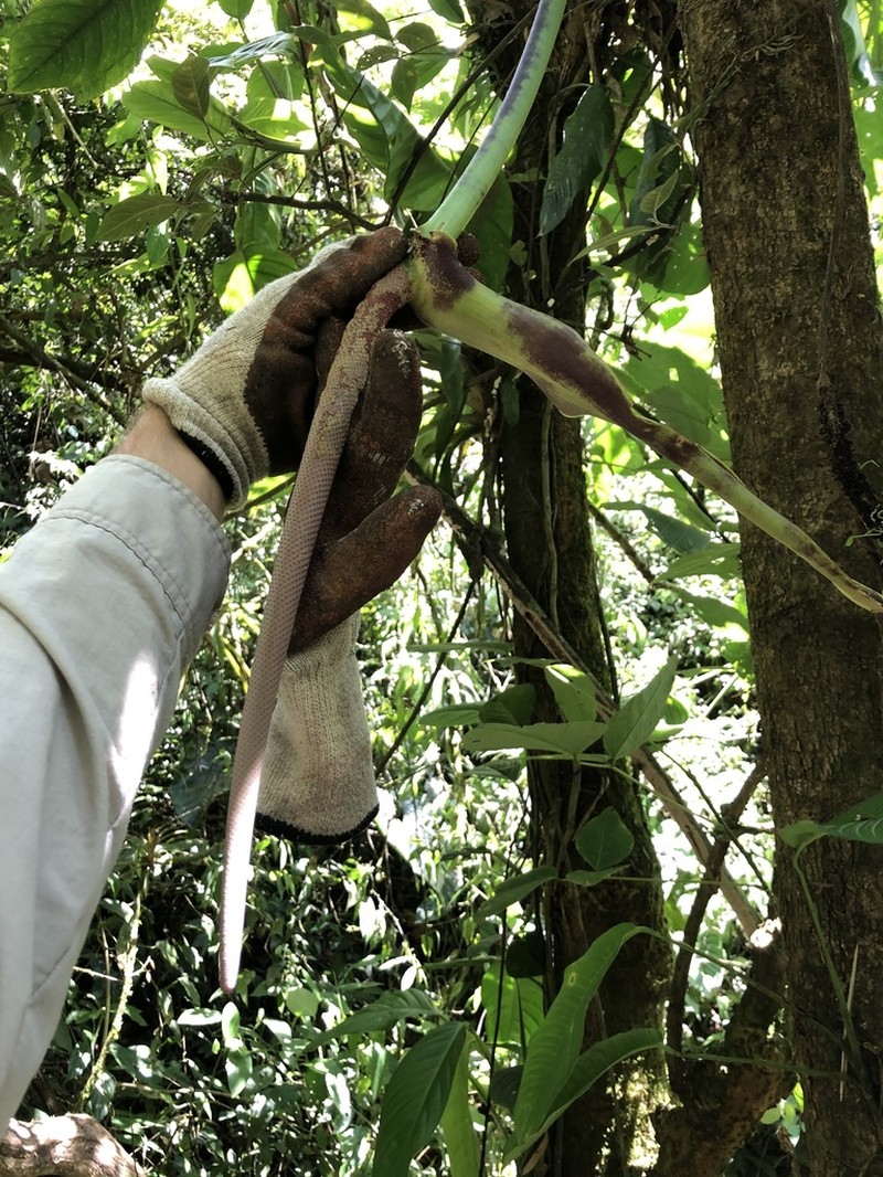 Anthurium harlingianum photo 4