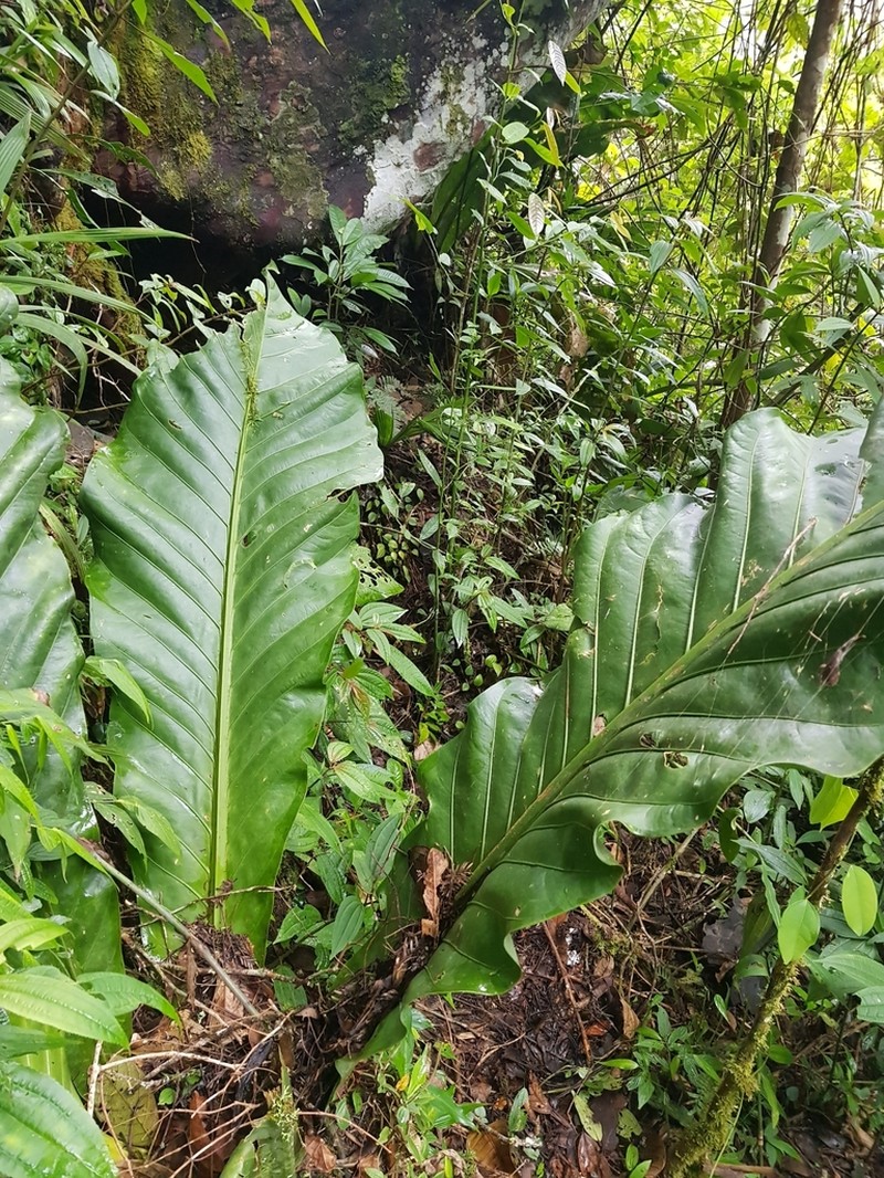 Anthurium harlingianum photo 5