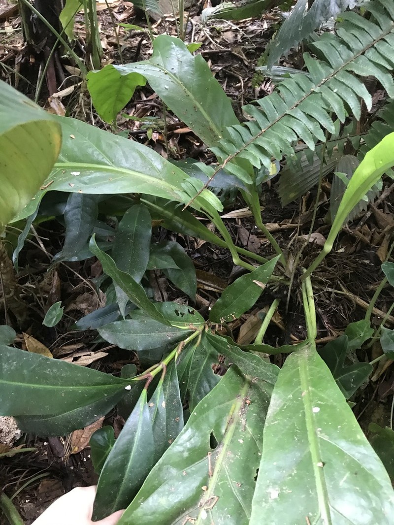 Anthurium harlingianum photo 6