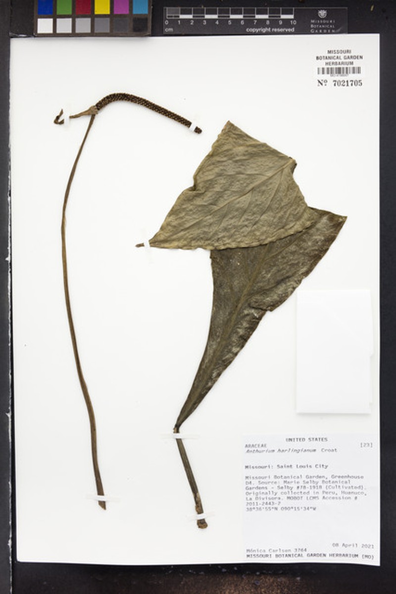 Anthurium harlingianum photo 7