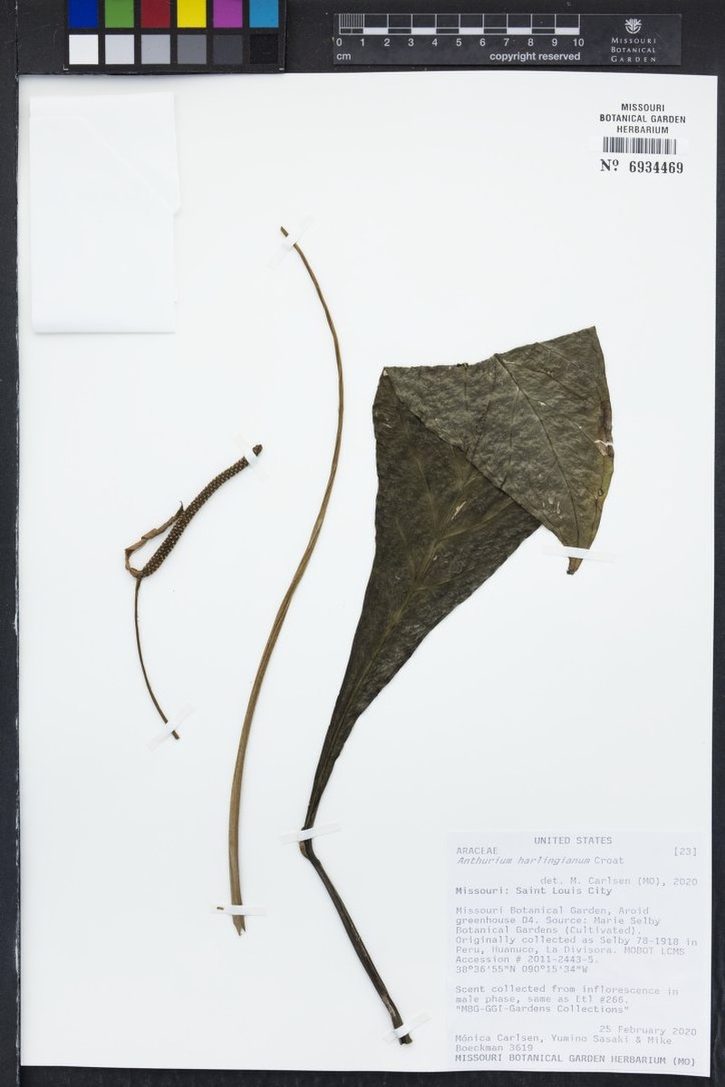 Anthurium harlingianum photo 8