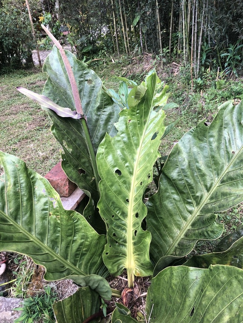 Anthurium harlingianum
