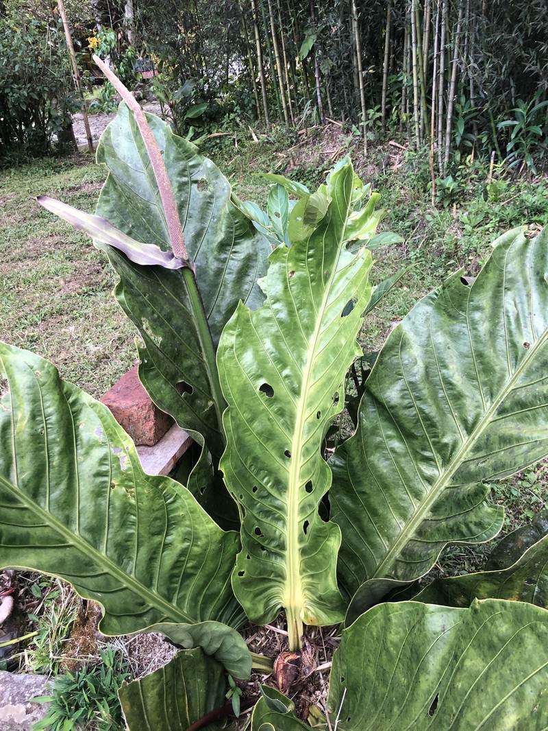 Anthurium harlingianum photo 3