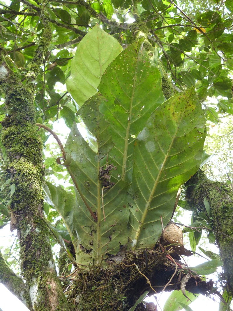 Anthurium harlingianum photo 4