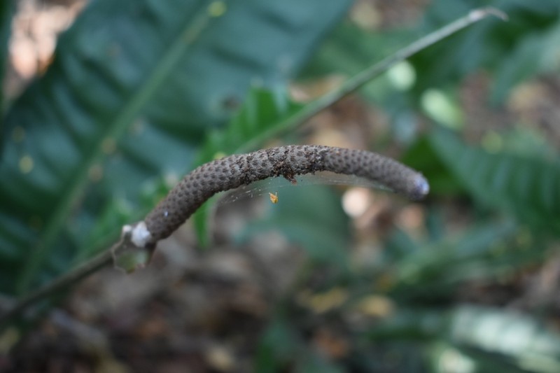 Anthurium harrisii