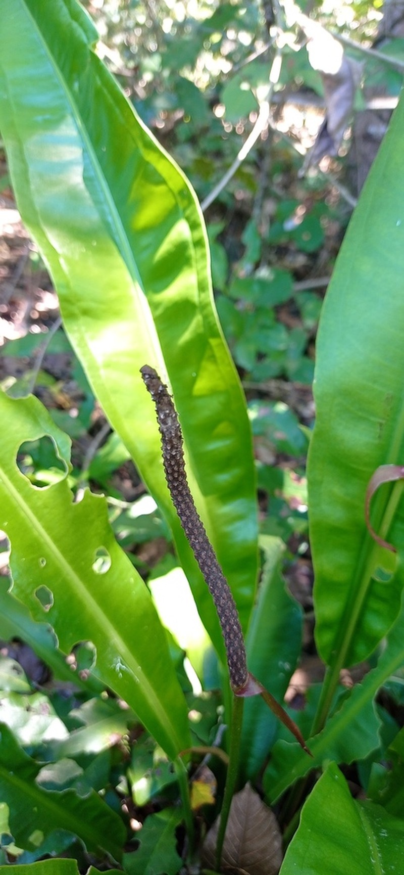 Anthurium harrisii photo 2