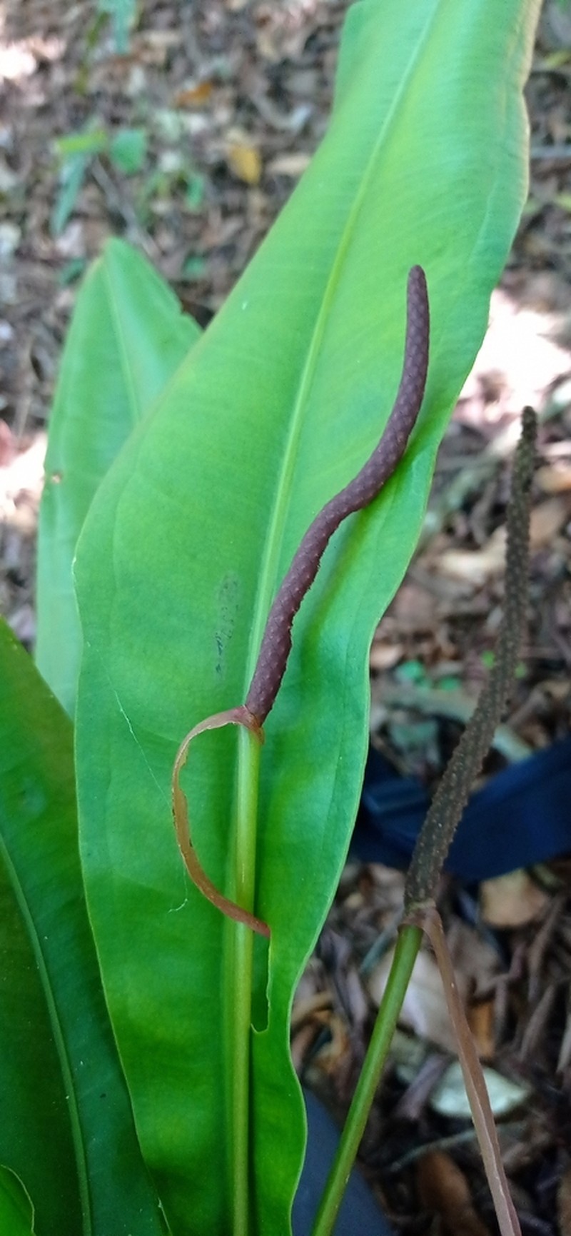 Anthurium harrisii photo 4