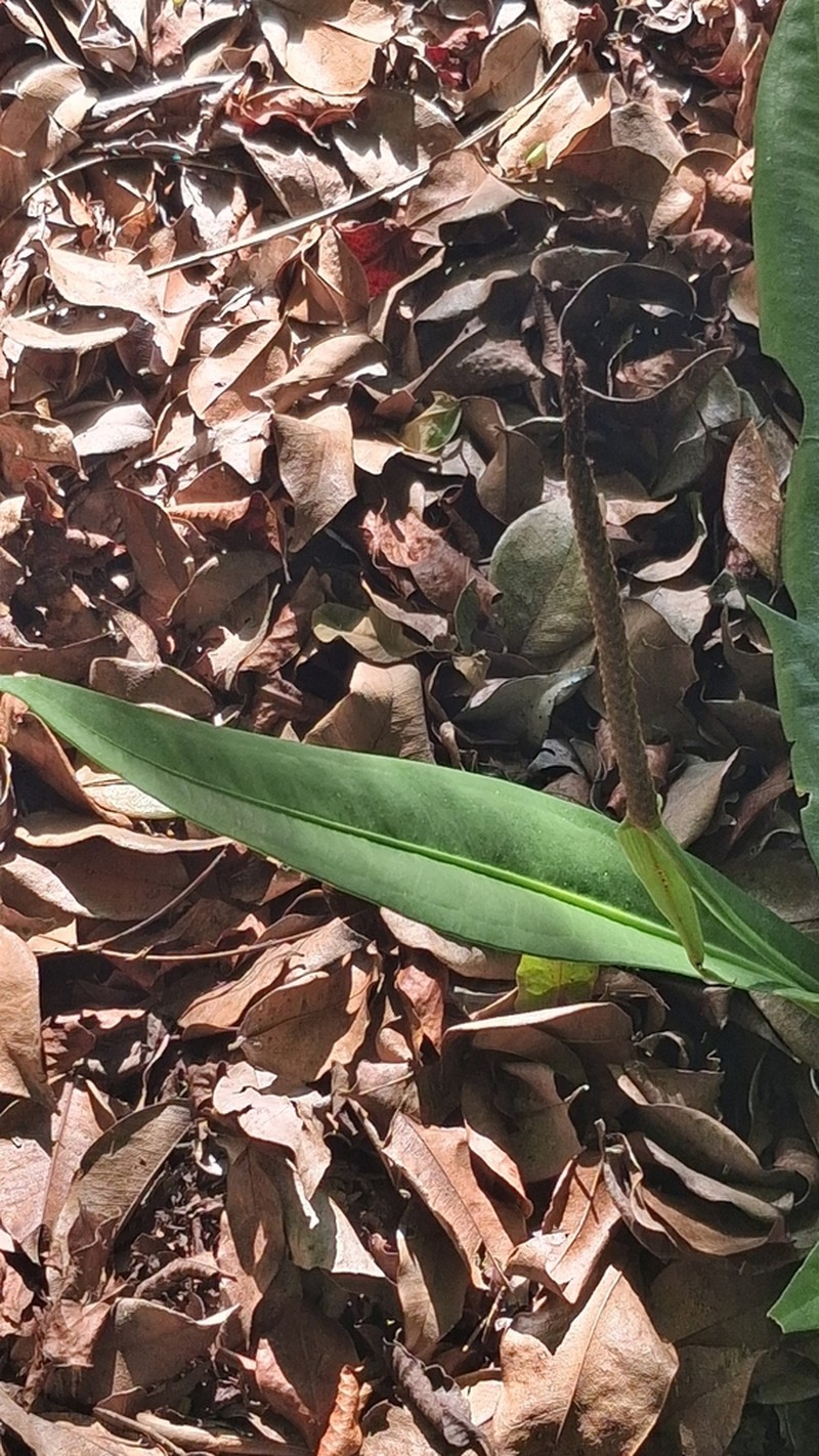 Anthurium harrisii photo 6
