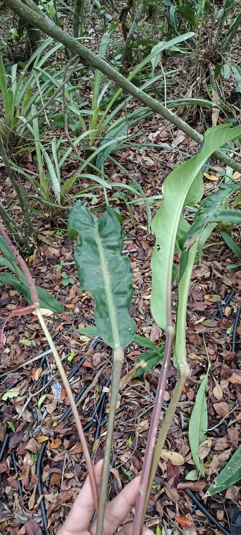 Anthurium harrisii photo 8