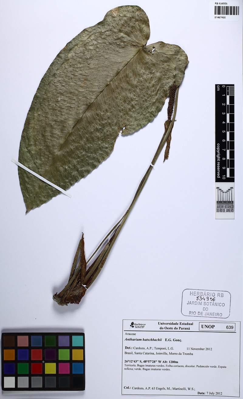 Anthurium hatschbachii