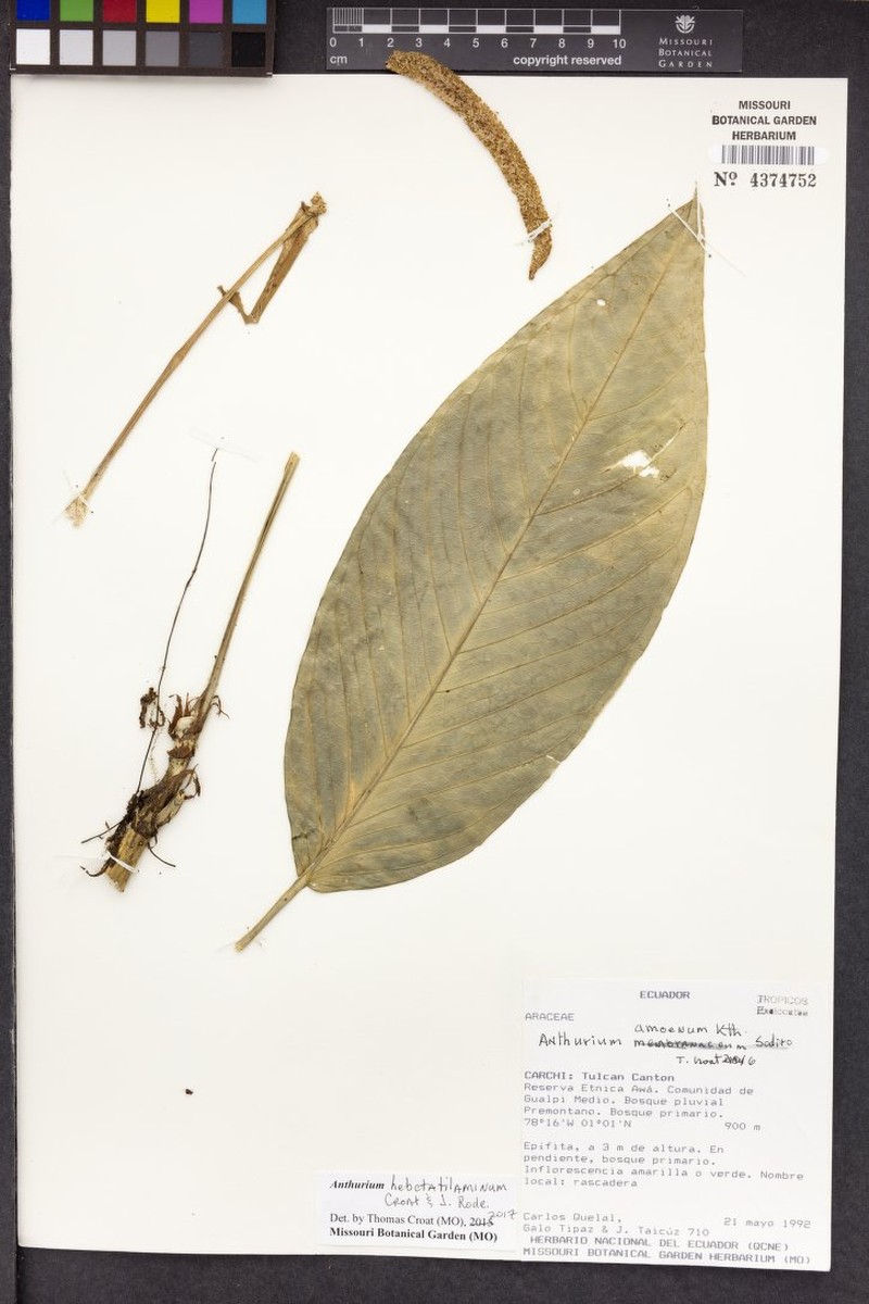 Anthurium hebetatilaminum