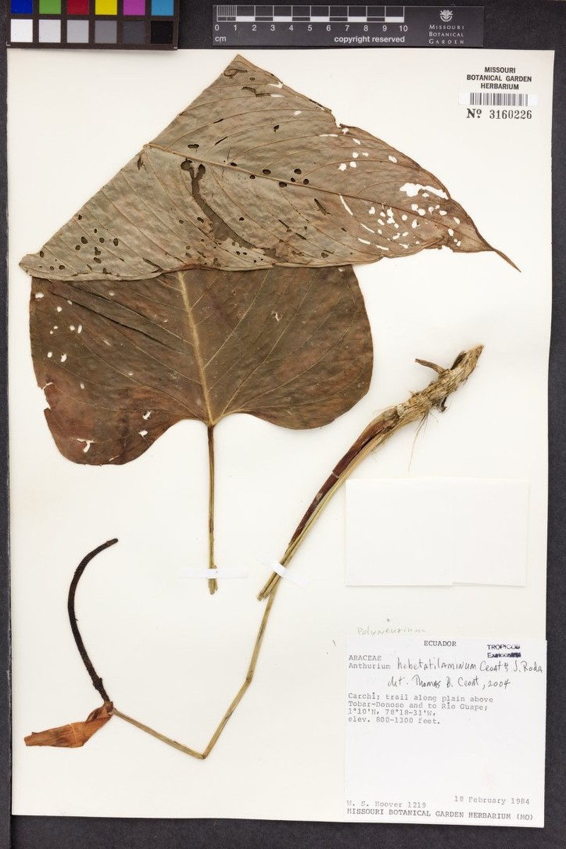 Anthurium hebetatilaminum photo 3