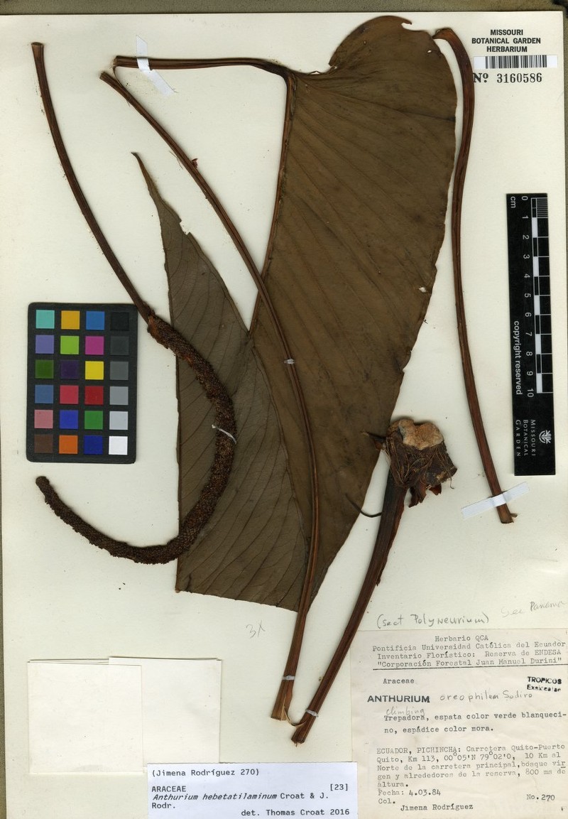 Anthurium hebetatilaminum photo 4
