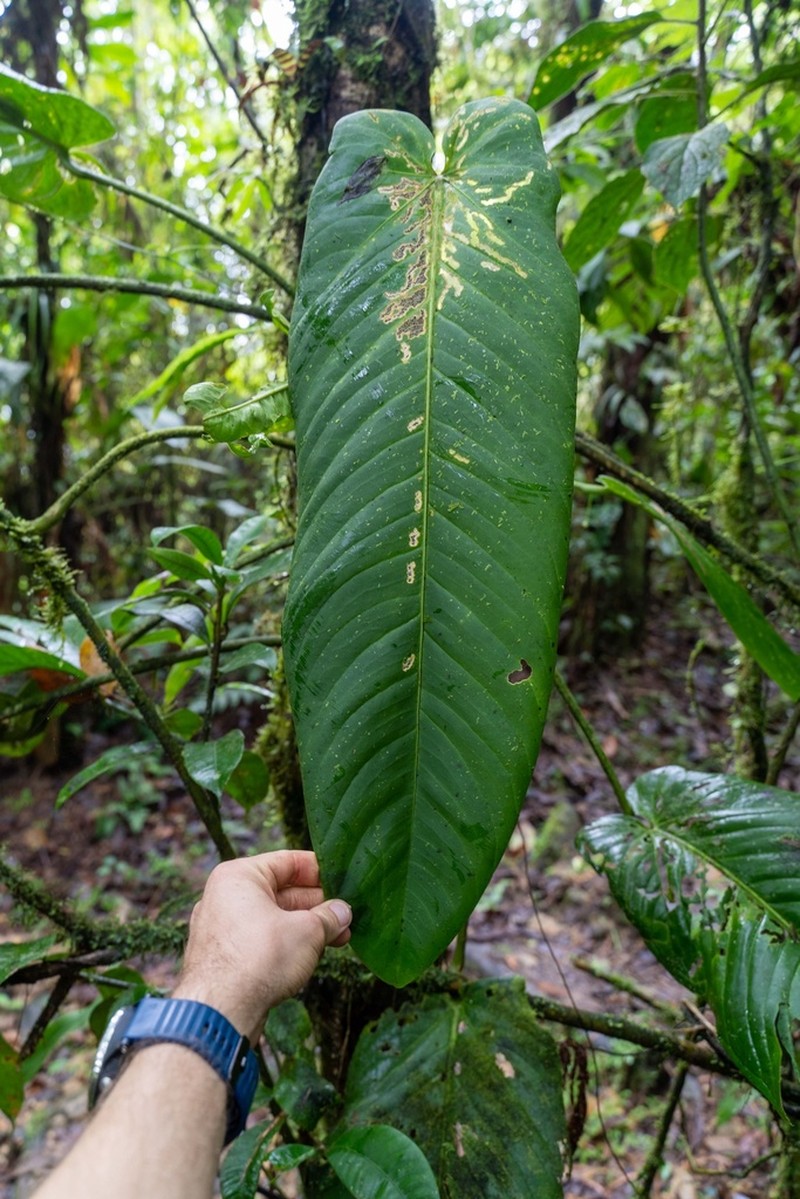 Anthurium hebetatum photo 3