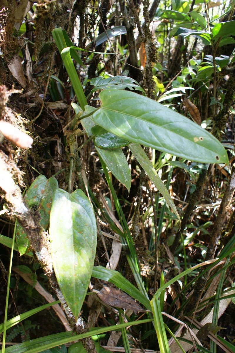 Anthurium hebetatum photo 4