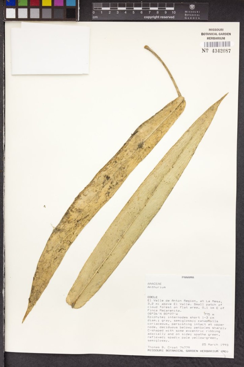 Anthurium hebetatum photo 6