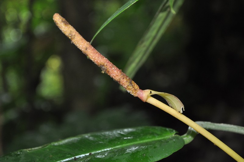 Anthurium hebetatum photo 2