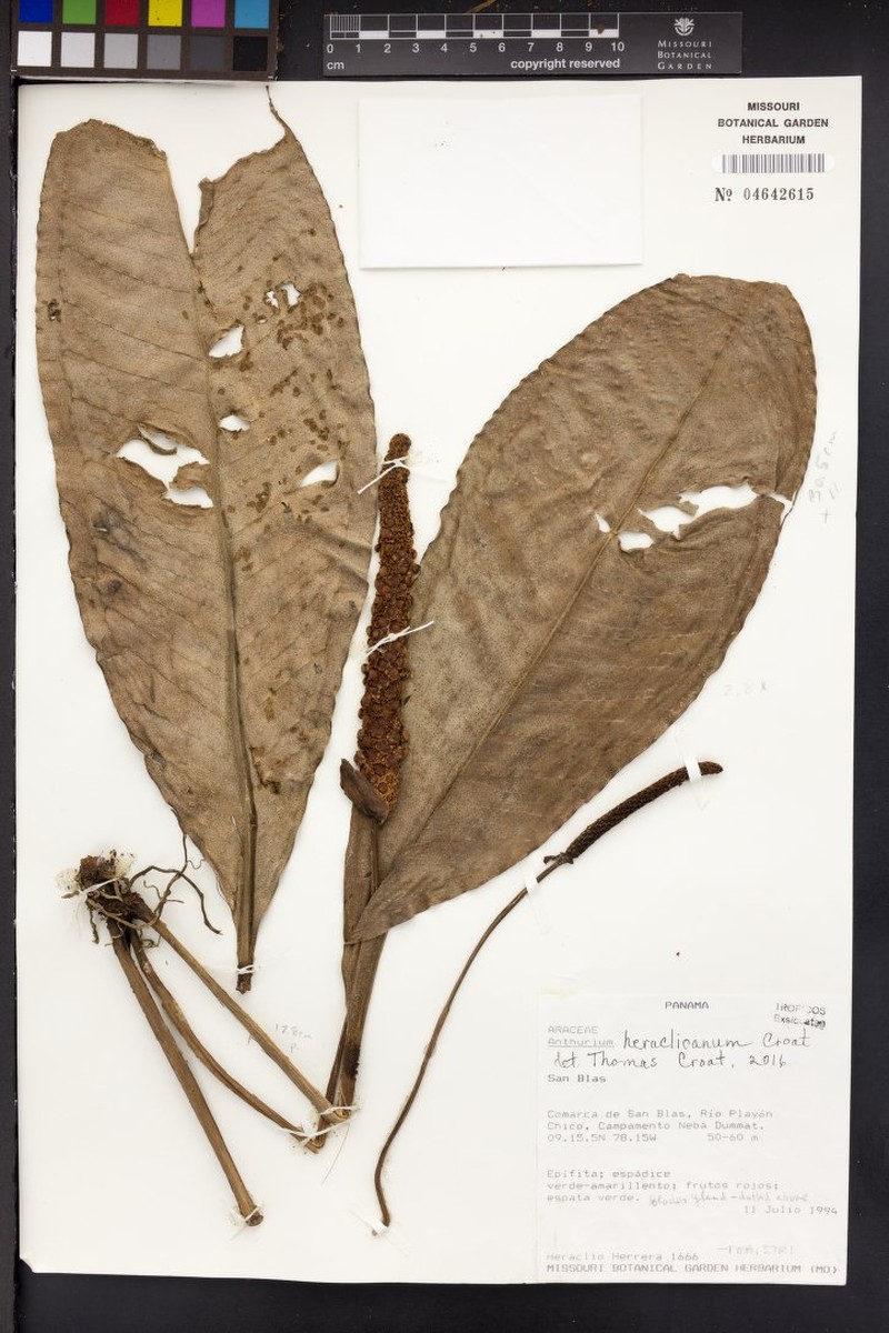 Anthurium heraclioanum