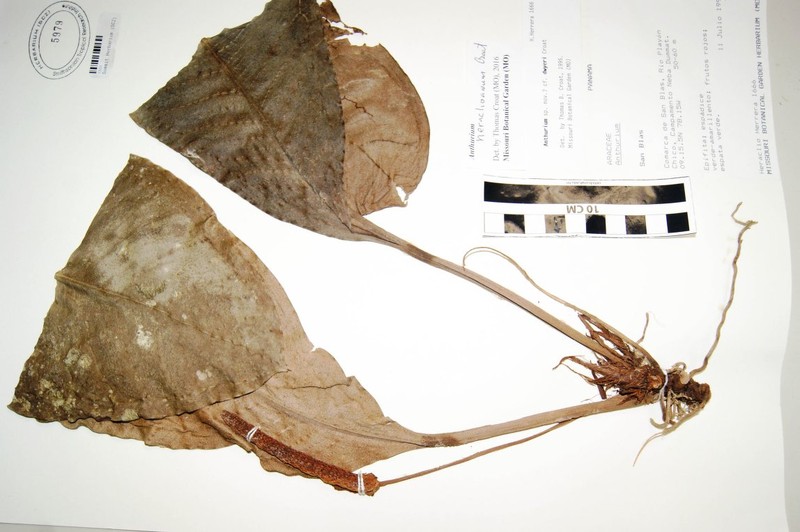 Anthurium heraclioanum photo 2