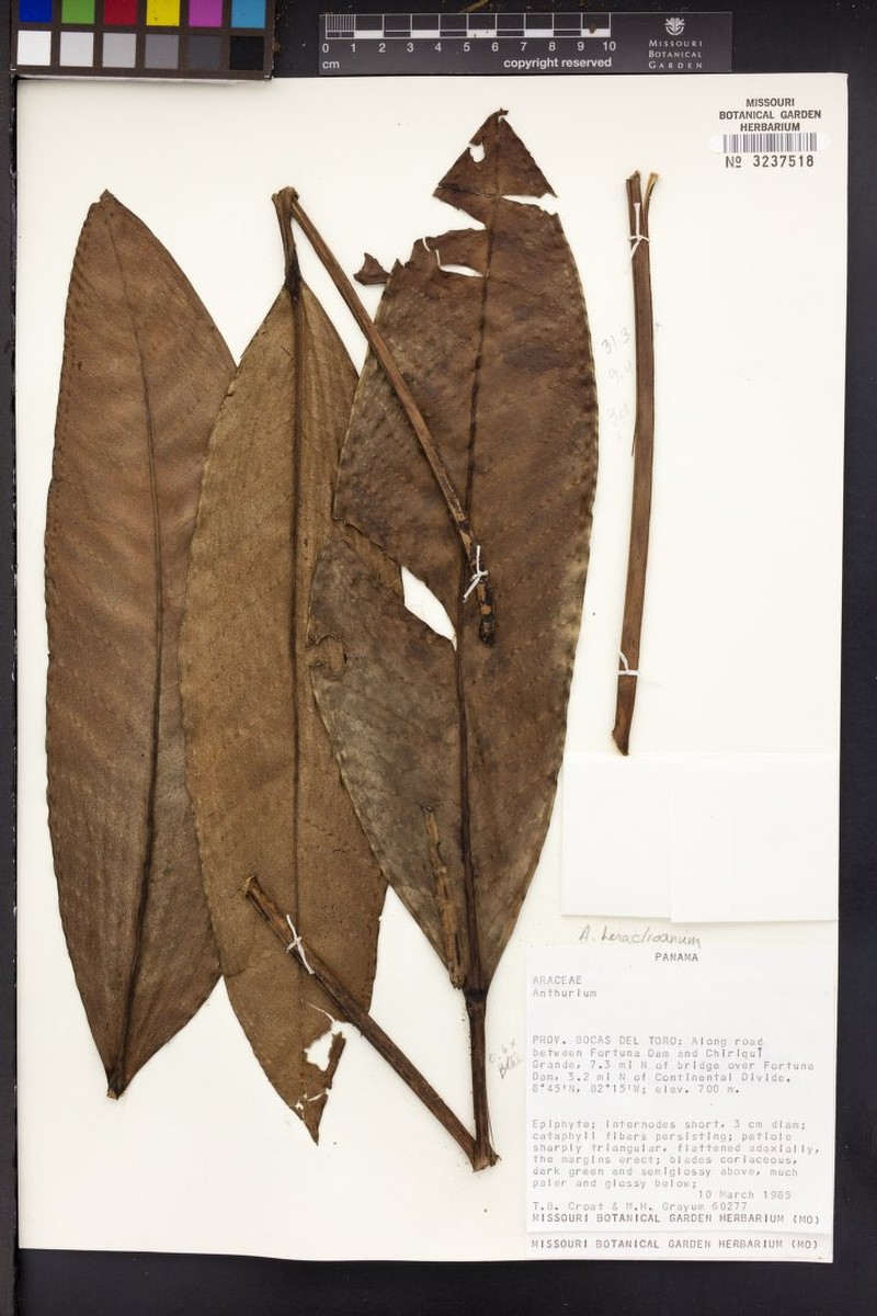 Anthurium heraclioanum photo 3