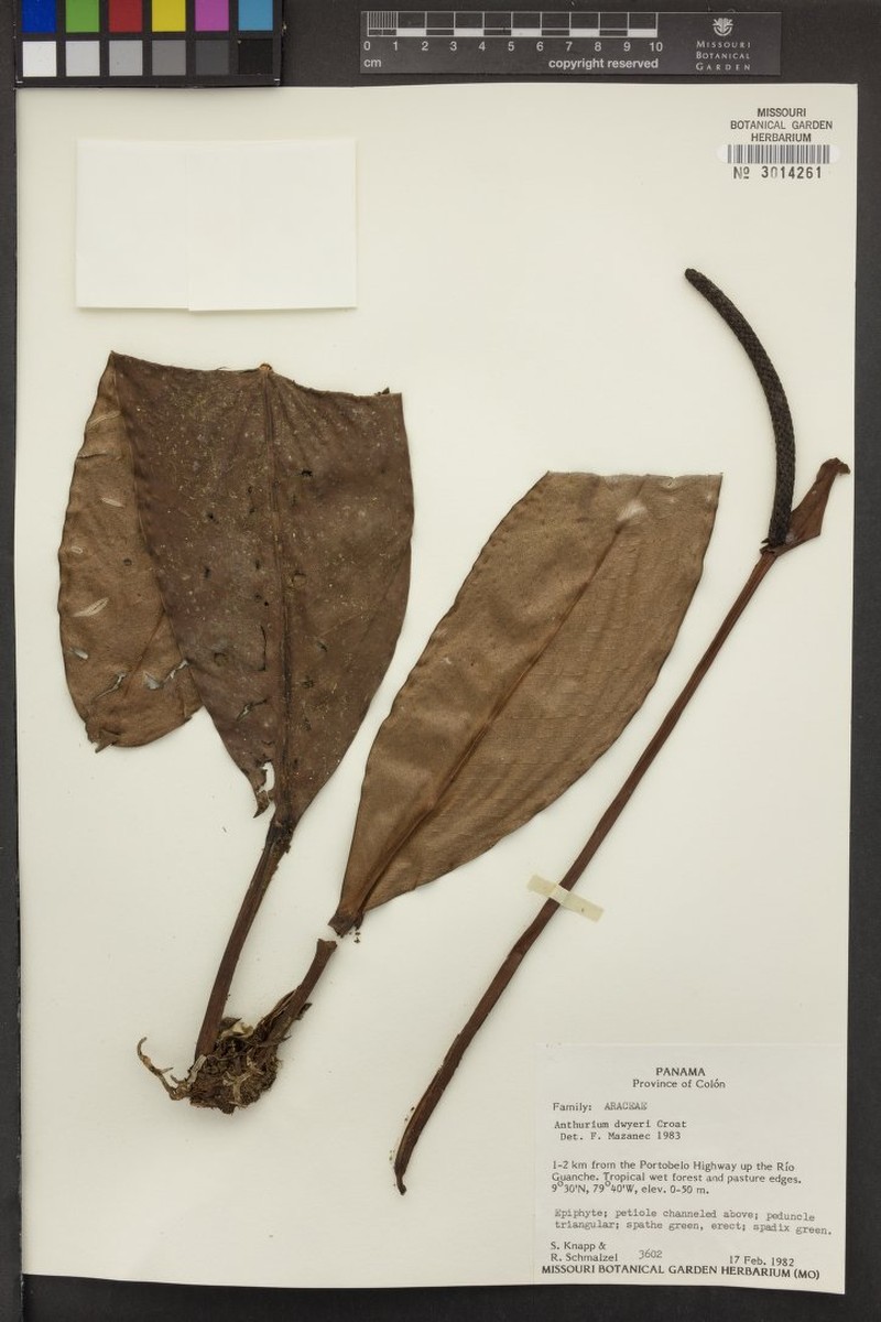 Anthurium heraclioanum photo 4