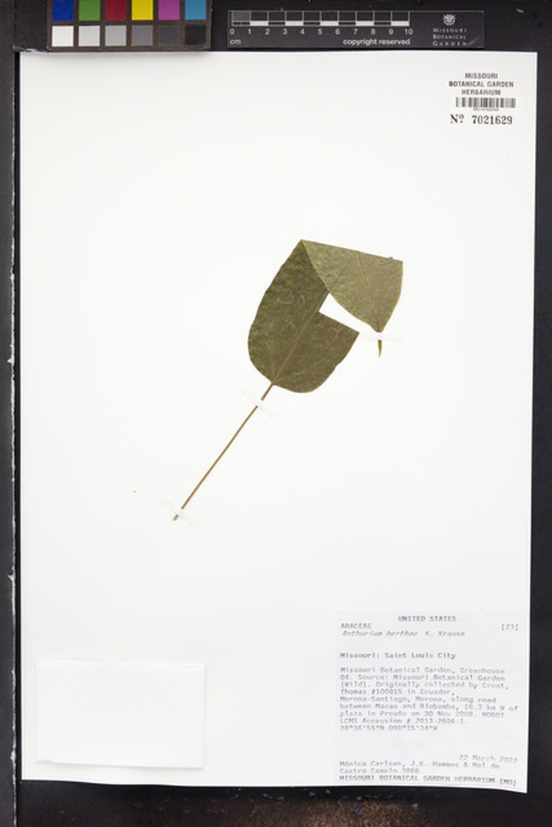 Anthurium herthae